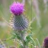 Scottish Thistle Johnshaven