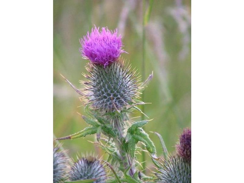 Scottish Thistle Johnshaven